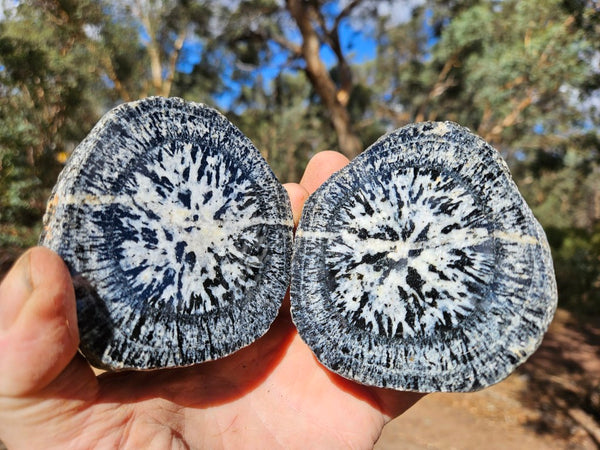 Pair of polished Orbicular Granite. OG204