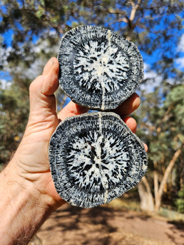 Pair of polished Orbicular Granite. OG204