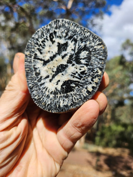 Polished Orbicular Granite. OG207