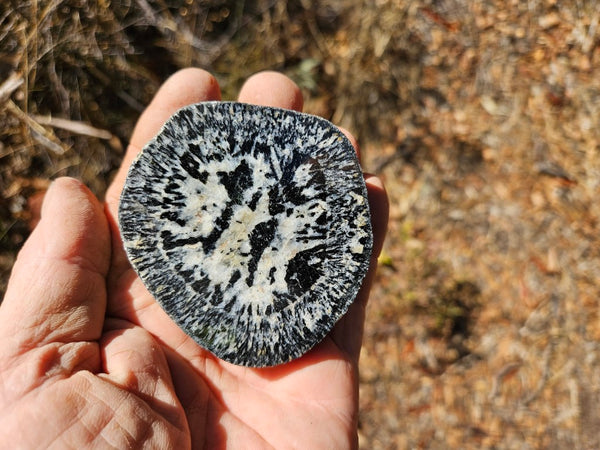 Polished Orbicular Granite. OG207