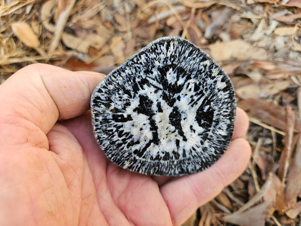 Polished Orbicular Granite. OG207