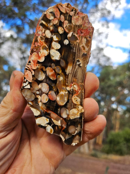 Polished Peanut Wood slab PW350