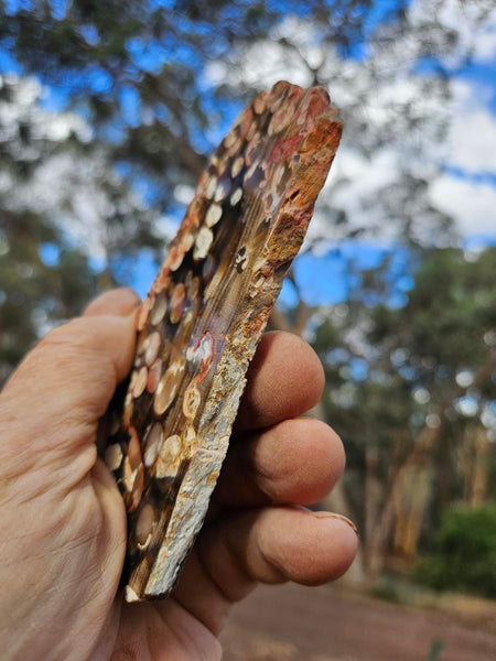 Polished Peanut Wood slab PW350