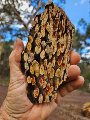 Polished Peanut Wood slab PW348