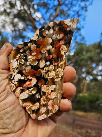 Polished Peanut Wood slab PW351