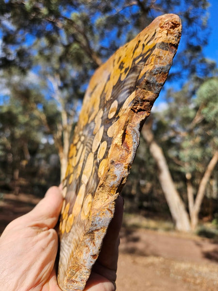 Polished Peanut Wood slab PW352