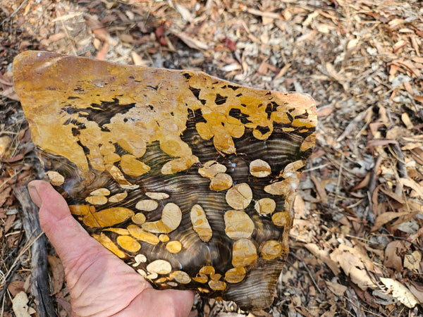 Polished Peanut Wood slab PW352