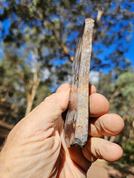 Polished Outback Jasper slab OJ191