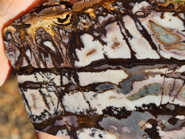 Polished Outback Jasper slab OJ189