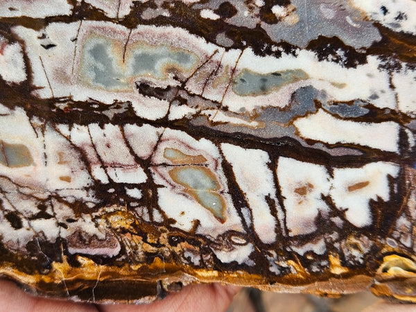 Polished Outback Jasper slab OJ189