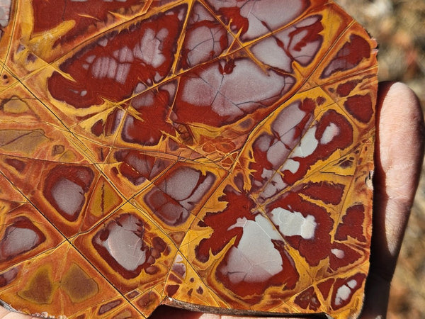 Polished Noreena Jasper slab. NJ481