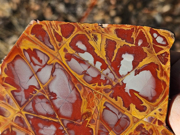 Polished Noreena Jasper slab. NJ481