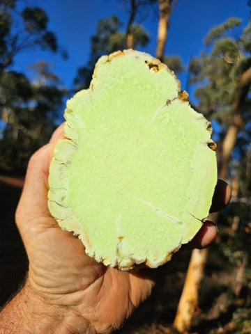 Polished Lime Magnesite specimen. MAP215