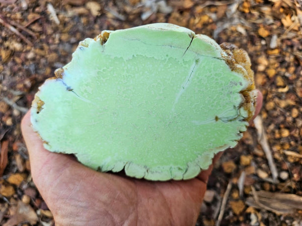 Polished Lime Magnesite specimen. MAP215