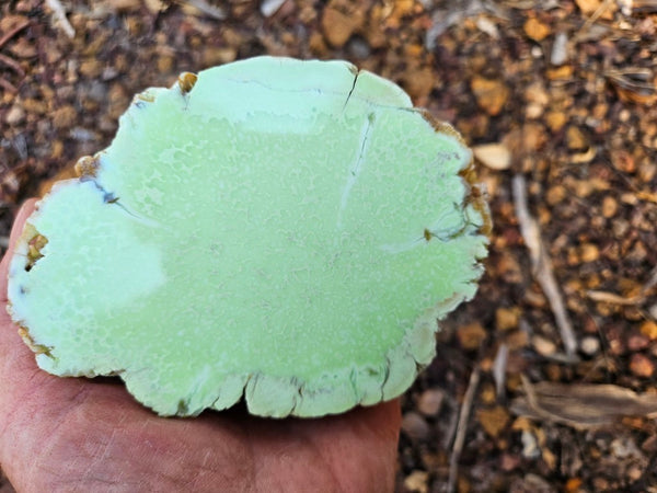 Polished Lime Magnesite specimen. MAP215