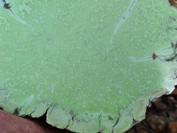 Polished Lime Magnesite specimen. MAP215