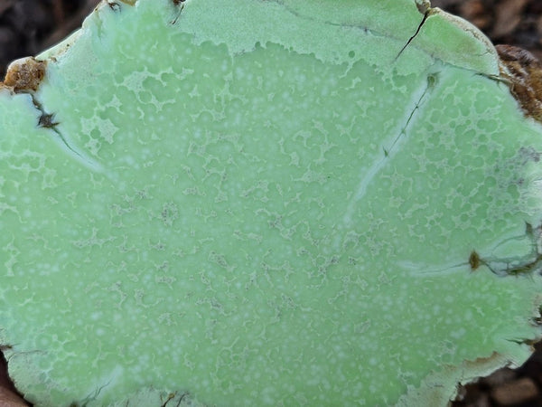 Polished Lime Magnesite specimen. MAP215