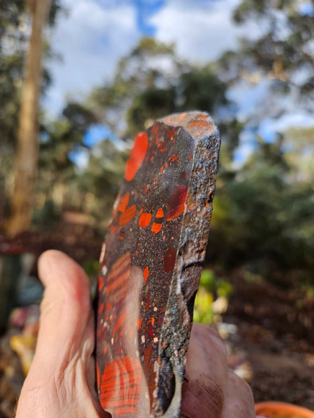 Jelly Bean Jasper polished slab JBJ347