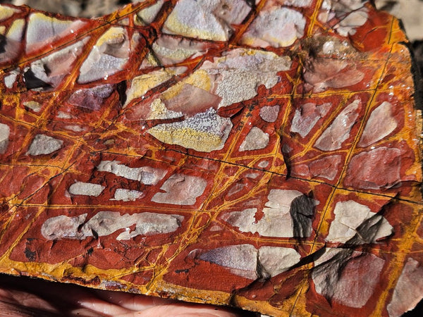 Noreena Jasper rough NJR183
