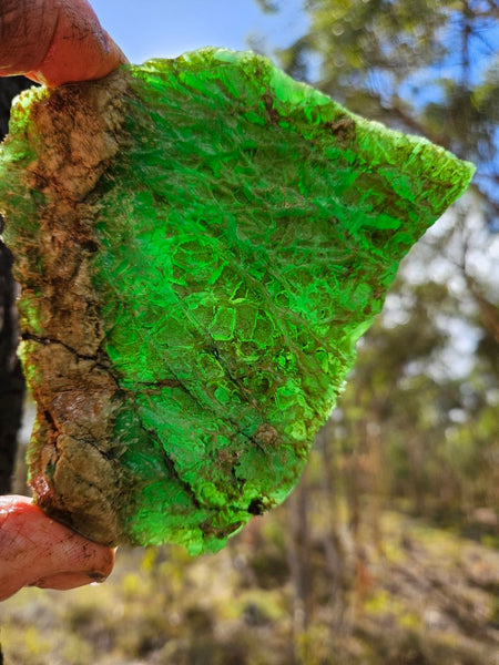 Chrysoprase rough.  CHR 195