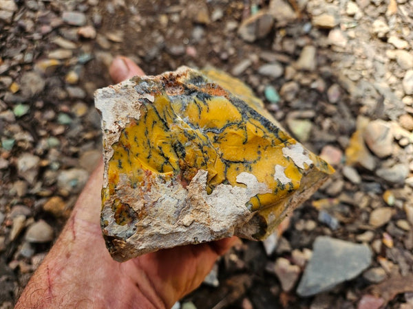 Dendritic Opal  rough.  DOR263