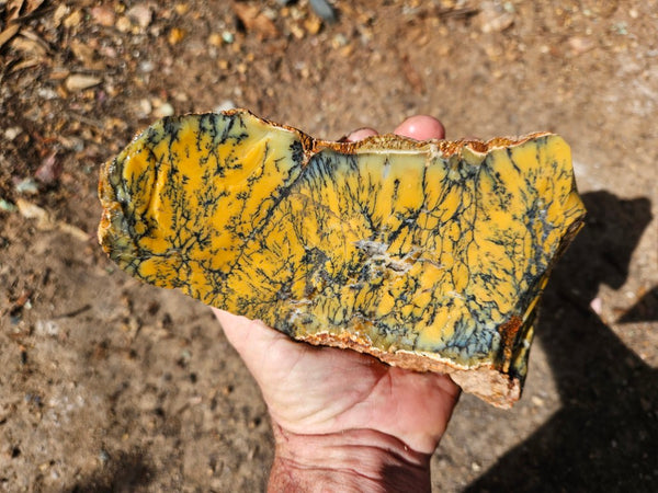 Dendritic Opal  rough.  DOR263