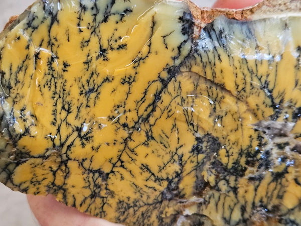 Dendritic Opal  rough.  DOR263