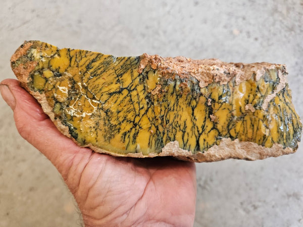 Dendritic Opal  rough.  DOR263