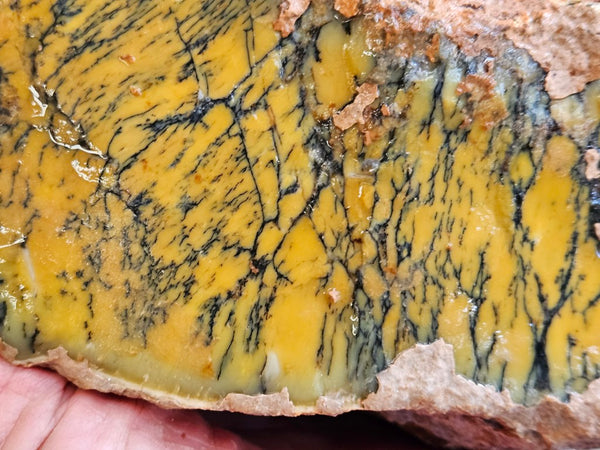 Dendritic Opal  rough.  DOR263