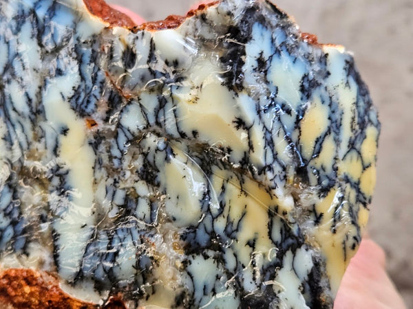 Dendritic Opal  rough.  DOR264