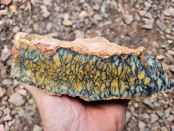 Dendritic Opal  rough.  DOR265