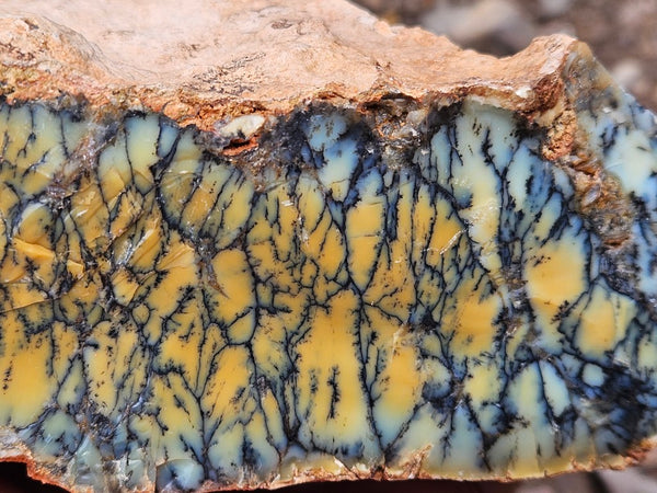 Dendritic Opal  rough.  DOR265