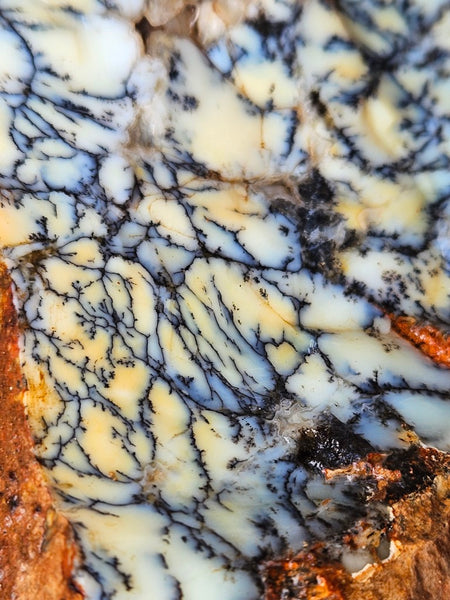 Dendritic Opal  rough.  DOR265