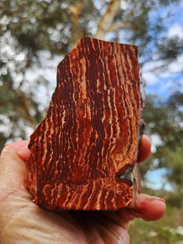 Snakeskin Jasper rough.  SSR 170