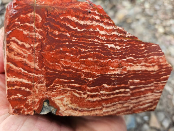 Snakeskin Jasper rough.  SSR 170