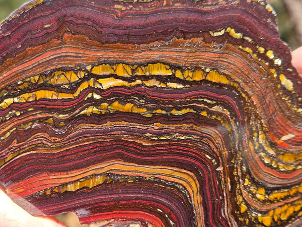 Polished Tiger Iron slab TI358