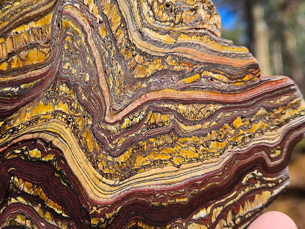 Polished Tiger Iron slab TI360