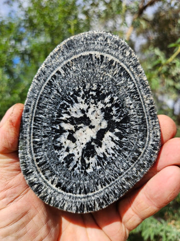 Polished Orbicular Granite. OG212