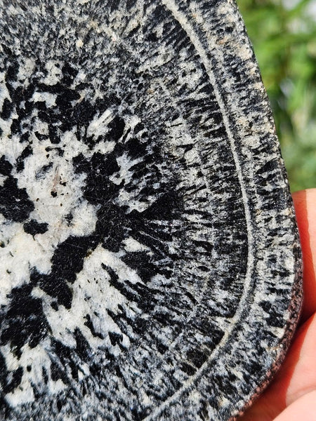 Polished Orbicular Granite. OG212