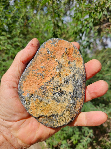 Polished Orbicular Granite. OG212