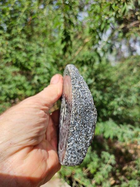 Polished Orbicular Granite. OG212
