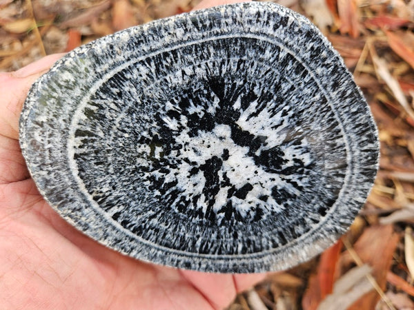 Polished Orbicular Granite. OG212