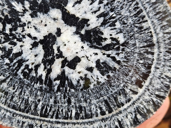 Polished Orbicular Granite. OG212