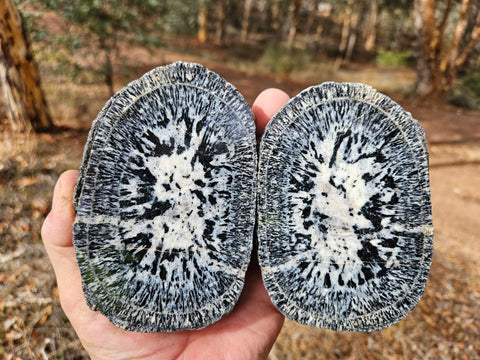 Pair of polished Orbicular Granite. OG213