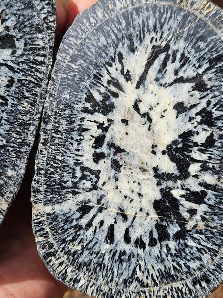 Pair of polished Orbicular Granite. OG213