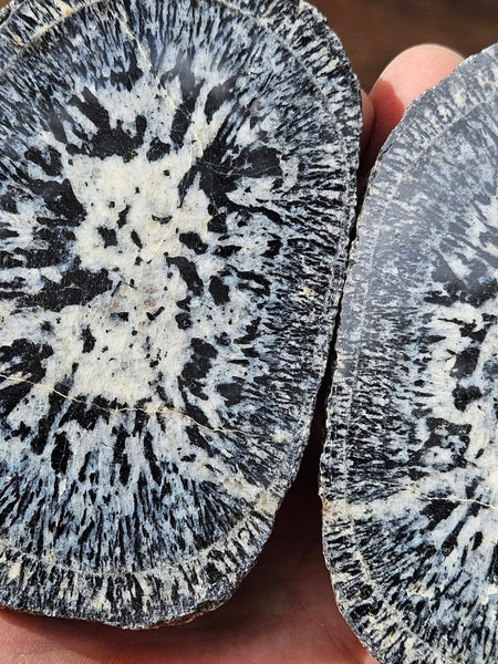 Pair of polished Orbicular Granite. OG213