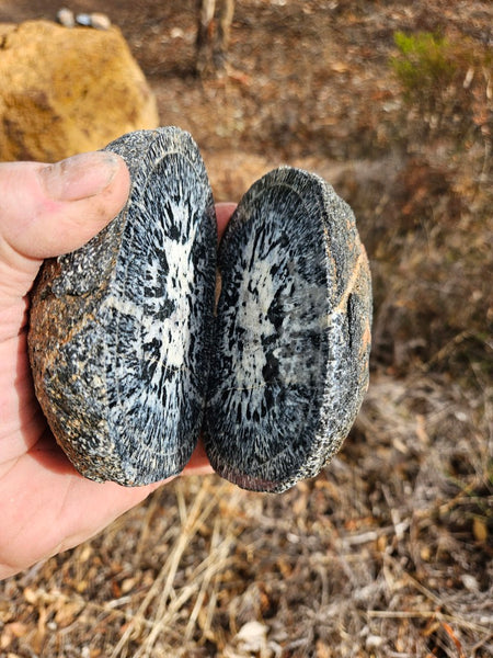 Pair of polished Orbicular Granite. OG213