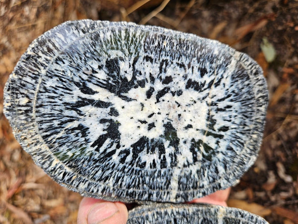 Pair of polished Orbicular Granite. OG213