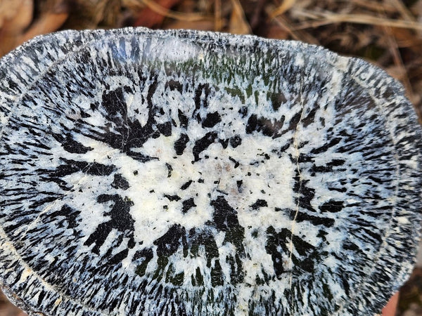 Pair of polished Orbicular Granite. OG213