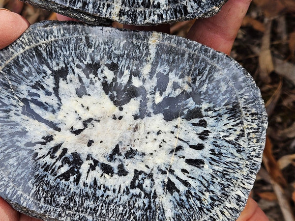 Pair of polished Orbicular Granite. OG213
